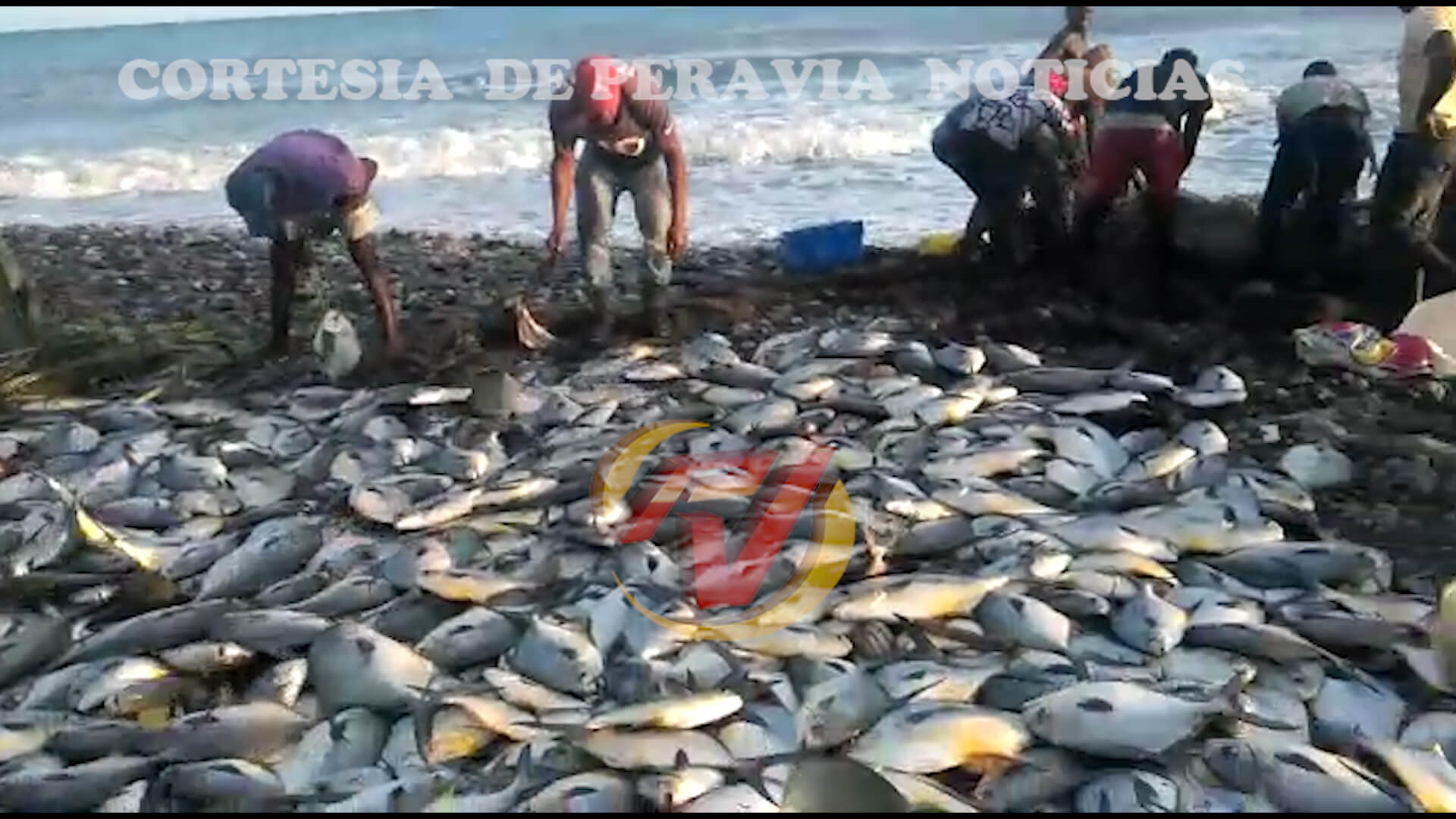 Pescadores Nizao vuelven viral su primer lance chinchorros con mayor  cantidad peces en mar de la zona - Trebol Cable